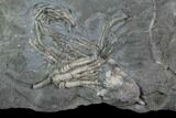 Four Ordovician Crinoids - Bobcaygeon Formation - Ontario #95194-2